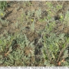 musch cribrellum hostplant1 volg